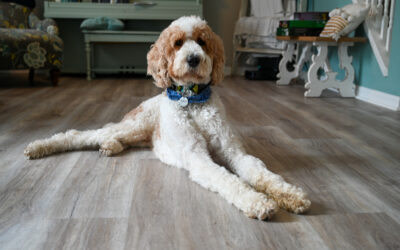 The Sheepadoodle: A Gentle Giant with a Heart of Gold